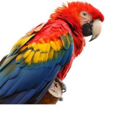 Papoušci - Výprodej